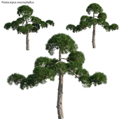Podocarpus macrophyllus - yew plum pine