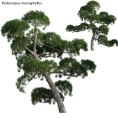 Podocarpus macrophyllus - yew plum pine 02
