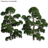 Podocarpus macrophyllus - yew plum pine 03