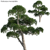 Podocarpus macrophyllus - yew plum pine 04