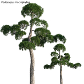 Podocarpus macrophyllus - yew plum pine 05