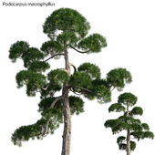 Podocarpus macrophyllus - yew plum pine 06