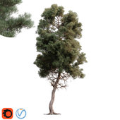 Pinus Brutia 02