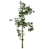 Fb283 Sapling Growth Tree | 1 Mat