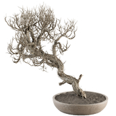 indoor Plant Set 366 - Dried Bonsai Plant in pot