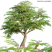 Averrhoa carambola - Starfruit tree 03