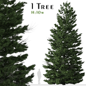 Abies cilicica Tree (Cilician fir)