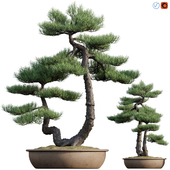 Pine bonsai 02