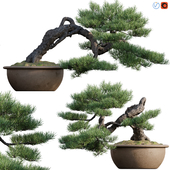 Pine bonsai 03