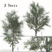 Set of Celtis Koraiensis Tree (Korean hackberry) (2 Trees)