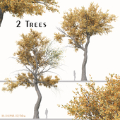 Set of Populus Euphratica Tree (Euphrates Poplar) (2 Trees)