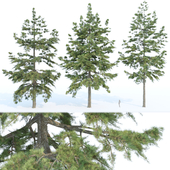 conifer trees collection vol 86