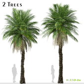 Set of Phoenix rupicola Tree (Cliff date palm) (2 Trees)
