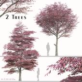 Set of Nyssa Sinensis Tree (Chinese Tupelo) (2 Trees)