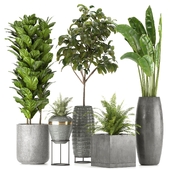 Collection Indoor Plants Nim06