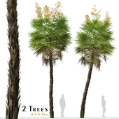 Set of Everglades palm Tree ( Acoelorrhaphe ) (2 Trees)