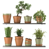 Collection Indoor Plants Nim07