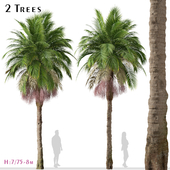 Set of Bangalow palm Tree