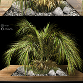 palm shrub