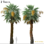 Set of Guadalupe palm Tree ( Brahea edulis ) (2 Trees)