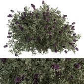 Bush Creeper Purple Flower - Bush Set 74