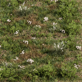 Spring Grass with White Flower - Grass Set 08