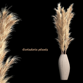 Cortaderia plants