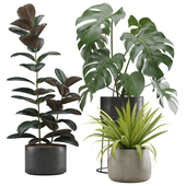 Indoor Plants Pack 15