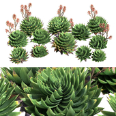 Aloe Polyphylla - Spiral Aloe