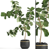 The ficus is lyrate. 10. Decorative, tree, pot, flowerpot, luxury, lirate ficus, interior, Ficus lyrata