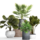 The collection of plants in pots 21. Likuala, palm, chamerops, fan, brachea, concrete, flowerpot