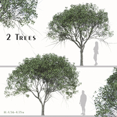Set of Osmanthus Fragrans Tree ( Sweet Olive ) (2 Trees)