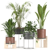 Collection Indoor Plants Nim11