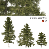 3 Cyprus Ceder Trees