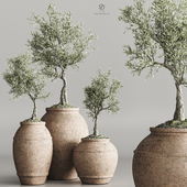 plant collection olive set vray