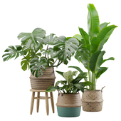 Indoor Plants Pack 16