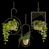 Hanging Plants 7