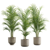 Dypsis Lutescens Set - Areca Palm