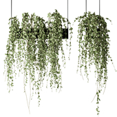 Bouquet Collection 08 - Decorative Hanging Plants