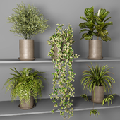 Indoor Plants 3