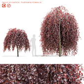 Beech forest trees | Fagus sylvatica Purpurea Pendula
