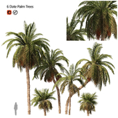 6 Arbian Date Palm Trees