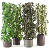 Indoor Plants Collection - Set 349