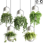 Indoor_plants_hanging_pot_concrete_vase_02