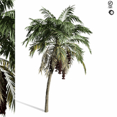 palm tree-s03