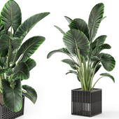 Indoor Plants in Metal Pots - Set 711