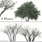 Set of Edgeworthia chrysantha Plant ( Paperbush ) (3 Plants)