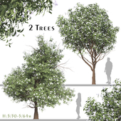 Set of Michelia Maudiae Tree ( Magnolia maudiae ) (2 Trees)