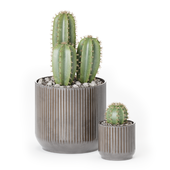 Plants Set 03 Cactus