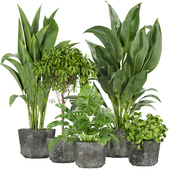 Collection plant vol 346 - indoor - leaf - monstera - peace - lily - pothos